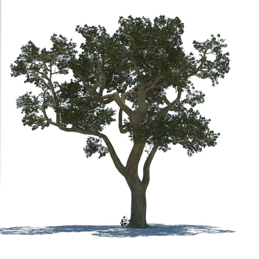 tree 3d model vray download